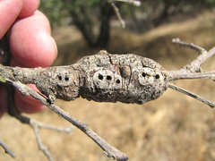 Andricus chrysolepidicola