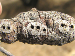 Andricus chrysolepidicola