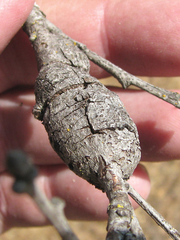 Andricus chrysolepidicola