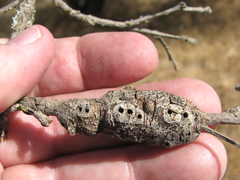 Andricus chrysolepidicola