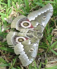 Gonimbrasia zambesina