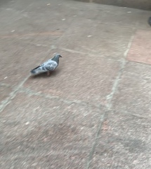 Columba livia domestica