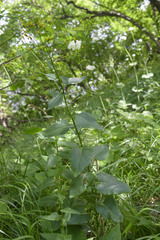 Caucasalia parviflora