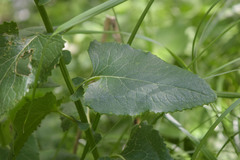 Caucasalia parviflora