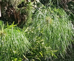 Cyperus papyrus