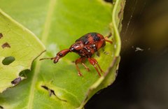 Strigapoderus tranquebaricus
