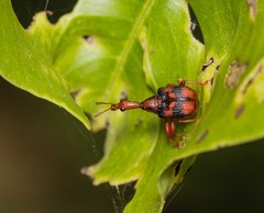 Strigapoderus tranquebaricus