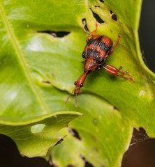 Strigapoderus tranquebaricus