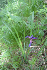 Iris colchica
