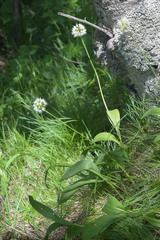 Allium victorialis