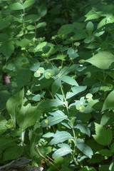Euphorbia squamosa