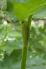 Heracleum asperum