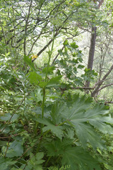 Heracleum asperum