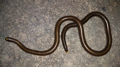 Epictia tenella