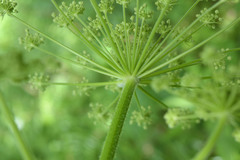 Heracleum asperum