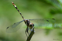 Micrathyria hypodidyma