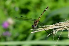 Micrathyria hypodidyma