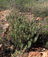 Paranomus roodebergensis