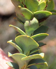 Paranomus roodebergensis