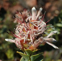 Paranomus roodebergensis