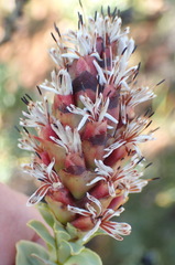 Paranomus roodebergensis