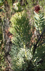 Paranomus roodebergensis