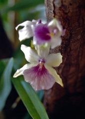 Miltonia