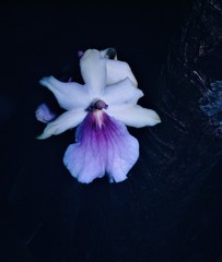 Miltonia