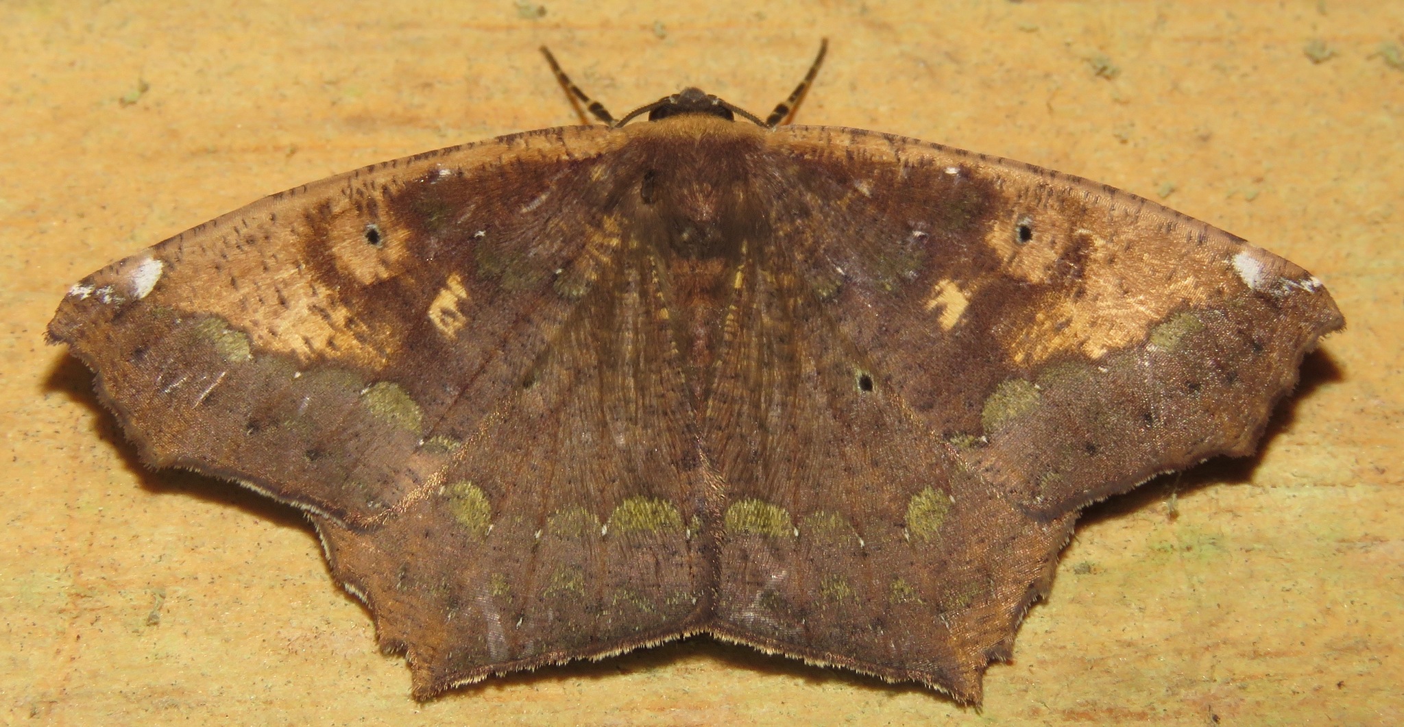 Paragonia