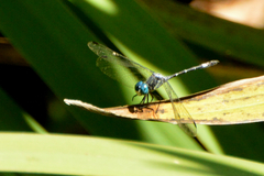 Micrathyria hypodidyma