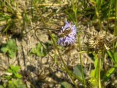 Halictus