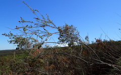 Freylinia densiflora