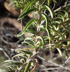Freylinia densiflora
