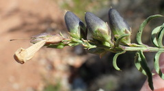 Freylinia densiflora