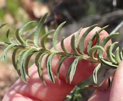 Freylinia densiflora
