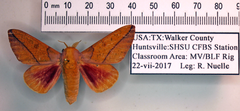 Syssphinx bisecta