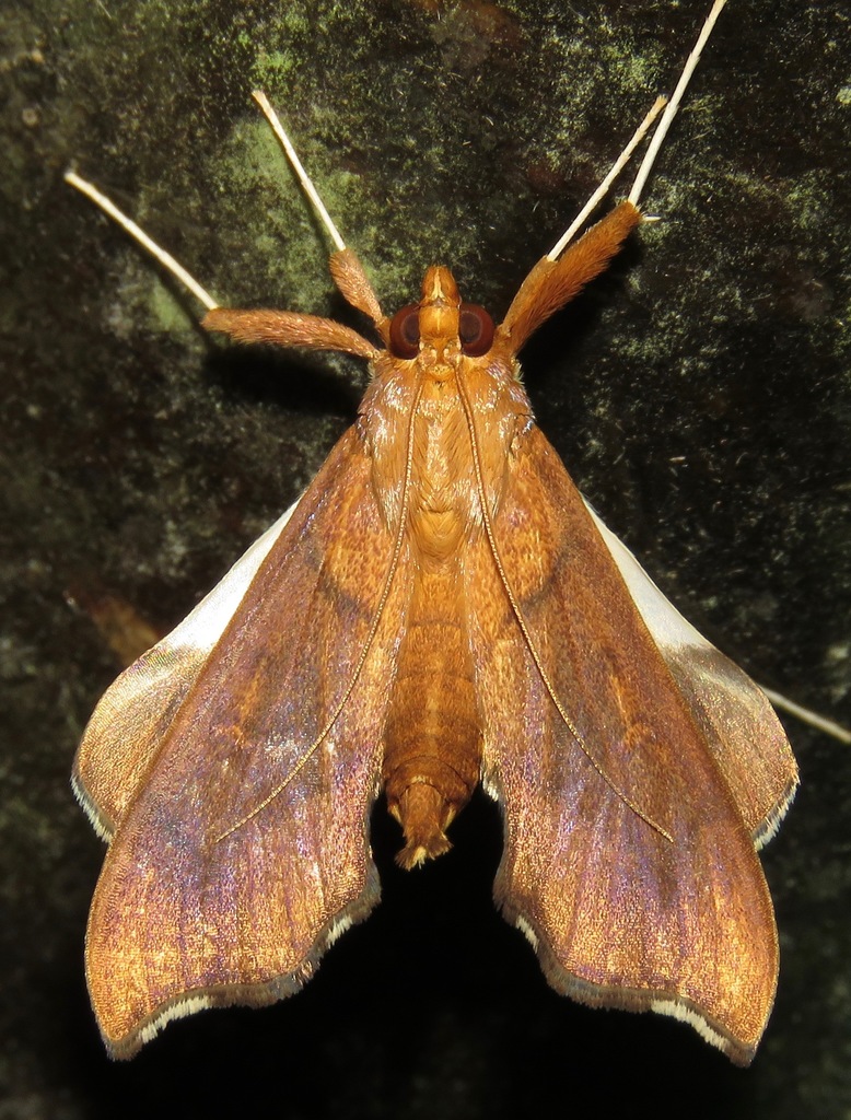 Margaroniini