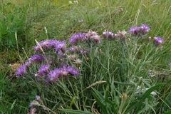 Saussurea salicifolia