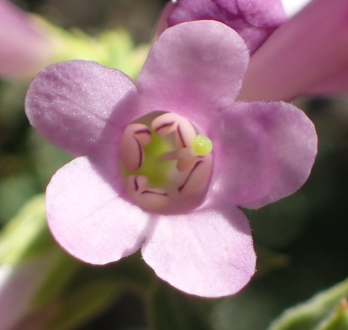 Image of Freylinia undulata by (c) Nicola van Berkel, some rights reserved (CC BY-SA)