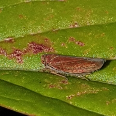 Idiodonus cruentatus