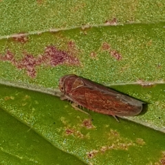 Idiodonus cruentatus