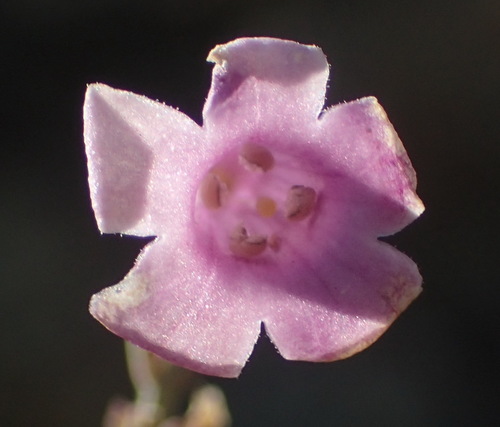 Image of Freylinia undulata by (c) Nicola van Berkel, some rights reserved (CC BY-SA)
