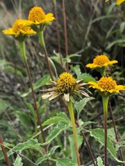 Heliopsis parvifolia