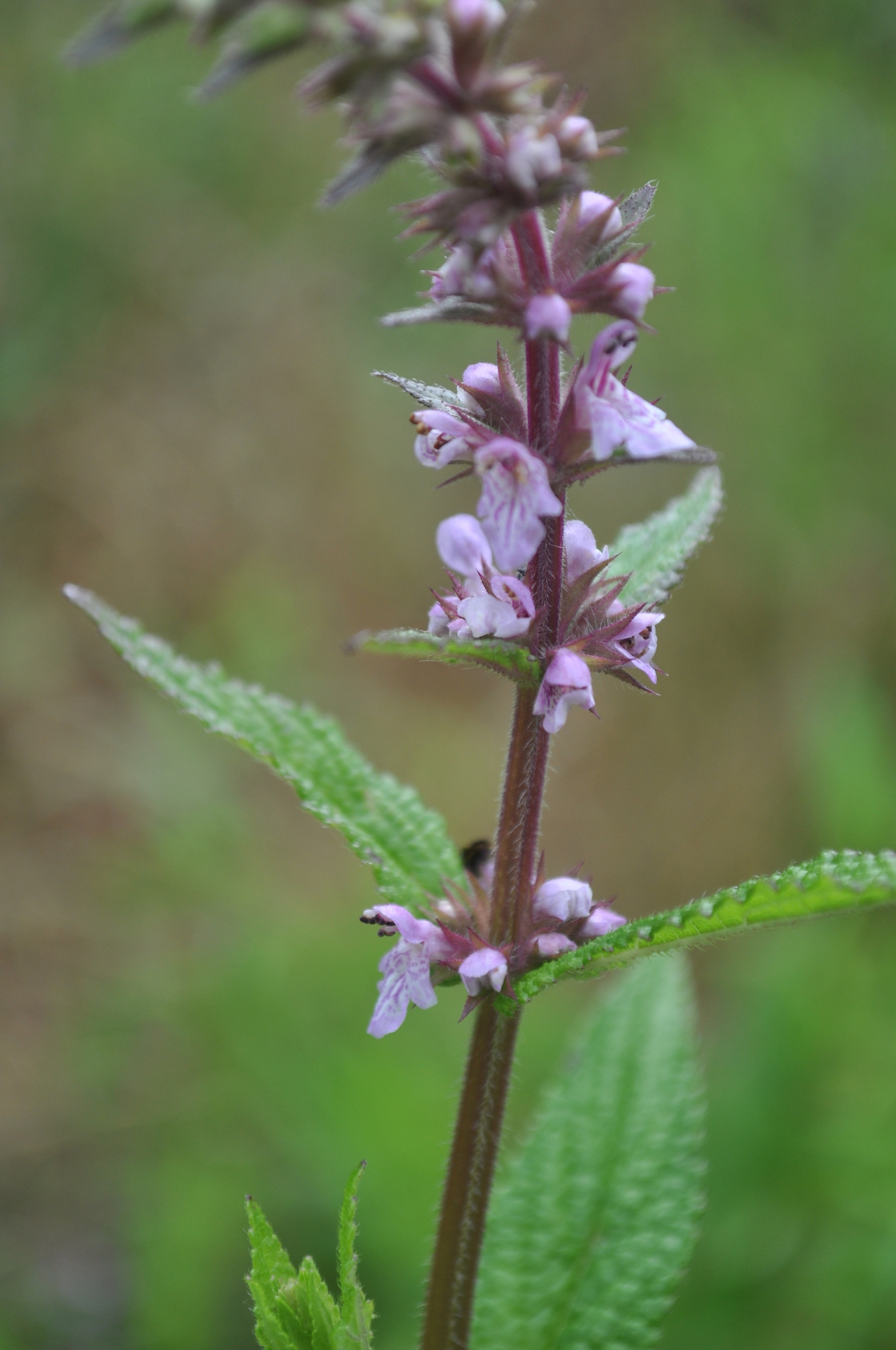 Stachys hispida
