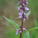 Stachys hispida - Photo (c) Mark Kluge,  זכויות יוצרים חלקיות (CC BY-NC-ND), uploaded by Mark Kluge