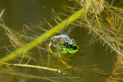 Micrathyria longifasciata