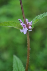 Stachys hispida
