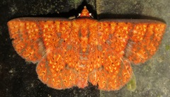 Image of Antiblemma lothos