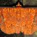 Antiblemma lothos - Photo (c) Rich Hoyer, algunos derechos reservados (CC BY-NC-SA), subido por Rich Hoyer