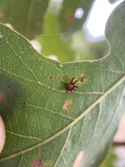 Cynips douglasii